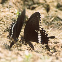 Papilio polytes Linnaeus, 1758